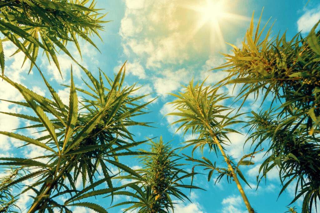 18 Cannabis Myths Explained
