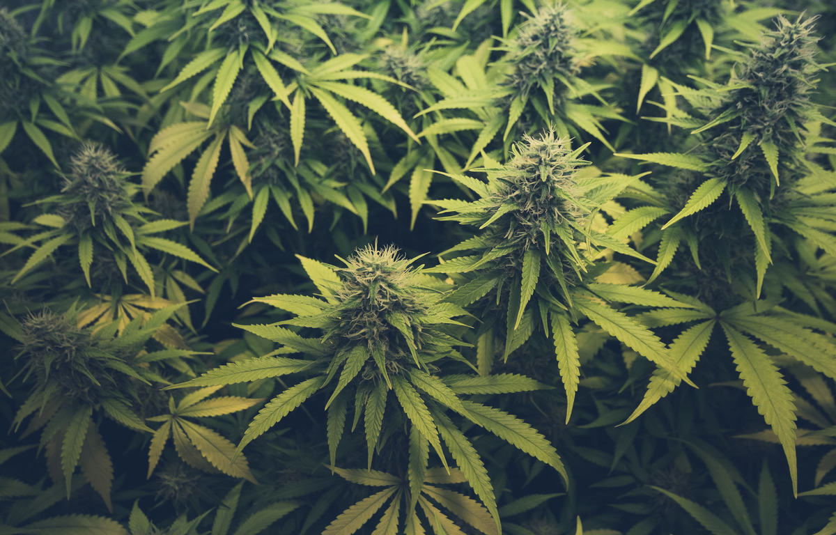 The Three Types of Cannabis Strains: Indica, Sativa & Hybrid