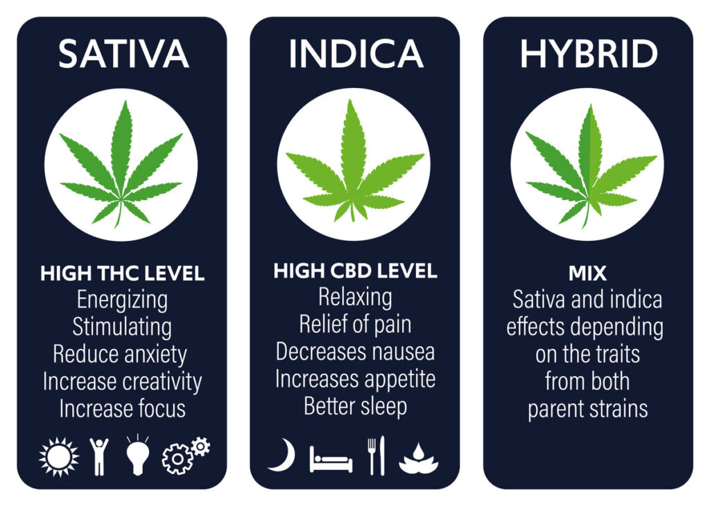 The Three Types of Cannabis Strains: Indica, Sativa & Hybrid